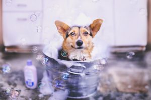 animals, Dog, Bubbles, Bucket
