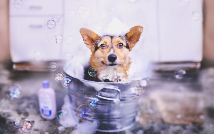 animals, Dog, Bubbles, Bucket HD Wallpaper Desktop Background