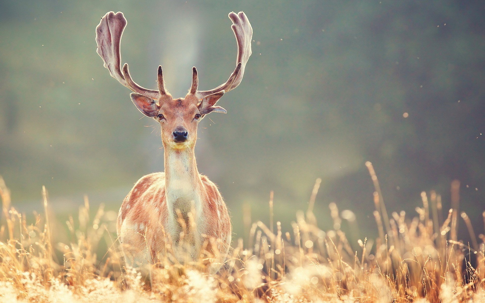 animals, Deer Wallpaper