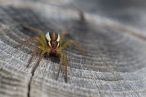 spider, Animals, Insect, Closeup