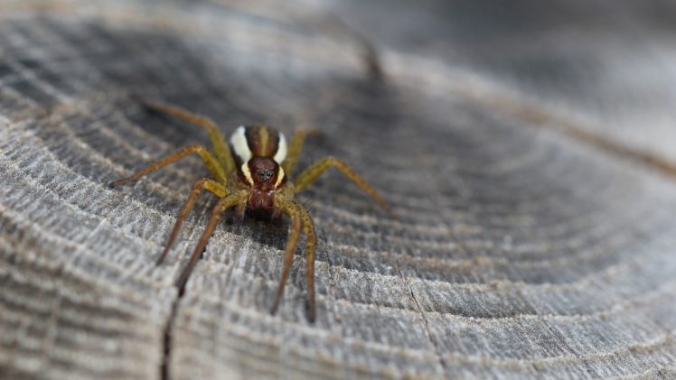 spider, Animals, Insect, Closeup HD Wallpaper Desktop Background