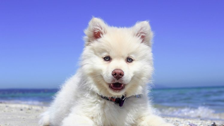 dog, Puppies, Animals, Landscape, Nature HD Wallpaper Desktop Background