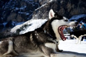 Siberian Husky, Wolf, Animals, Landscape, Snow, Nature