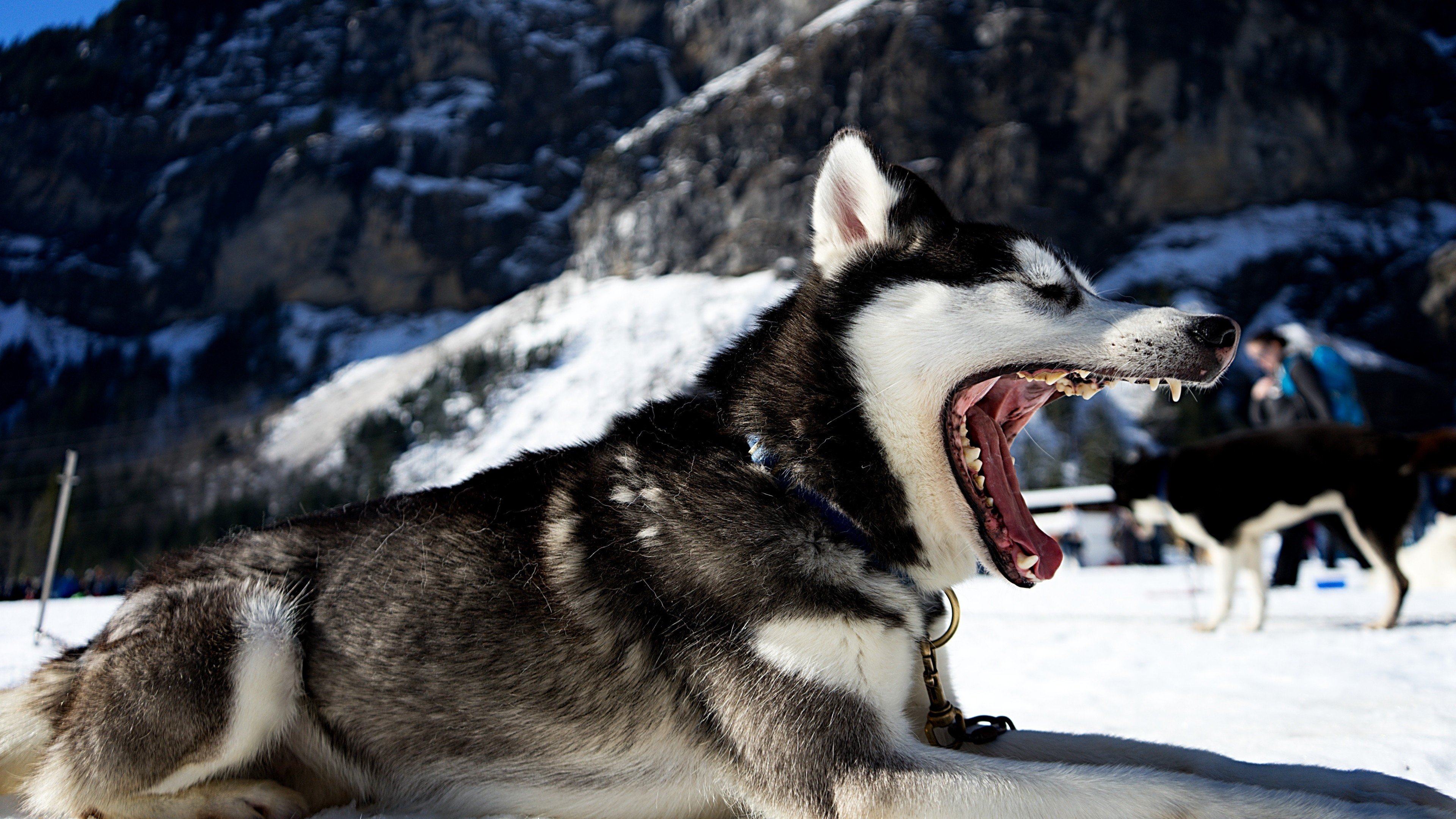 Siberian Husky, Wolf, Animals, Landscape, Snow, Nature HD Wallpapers ...