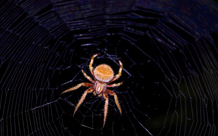 spider, Spiderwebs, Night HD Wallpaper Desktop Background