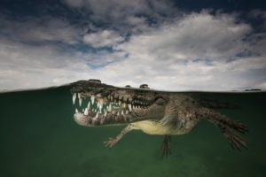 animals, Underwater, Reptiles, Crocodiles
