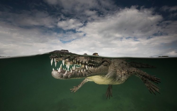 animals, Underwater, Reptiles, Crocodiles HD Wallpaper Desktop Background