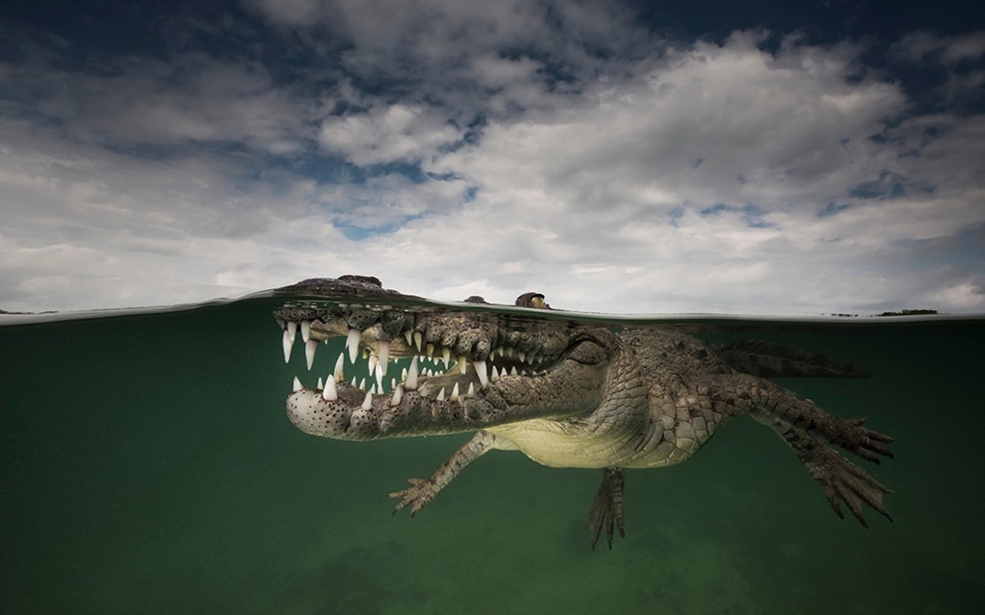 animals, Underwater, Reptiles, Crocodiles Wallpaper
