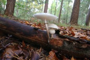 mushroom, Trees, Wood, Forest, Leaves