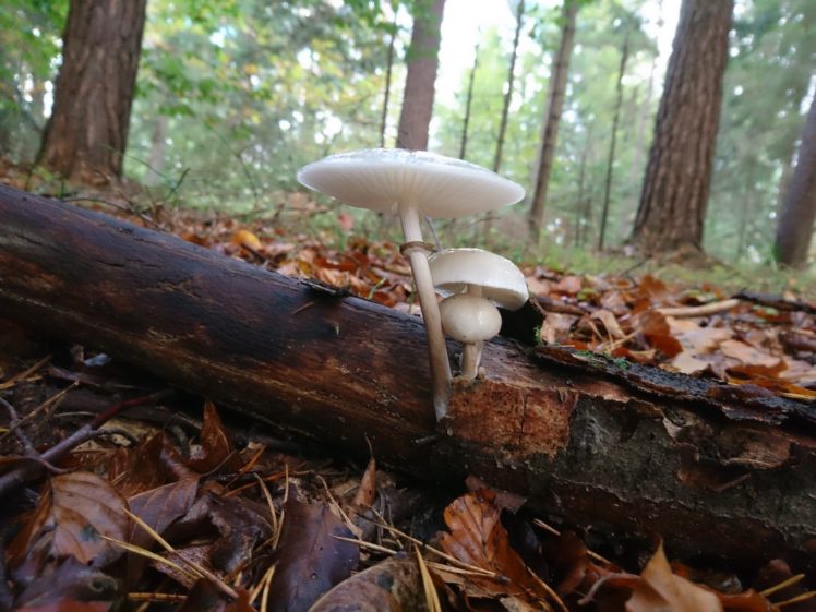 mushroom, Trees, Wood, Forest, Leaves HD Wallpaper Desktop Background