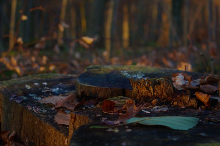 tree stump, Forest, Nature, Leaves, Macro HD Wallpaper Desktop Background