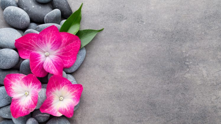 flowers, Stones, Plants HD Wallpaper Desktop Background