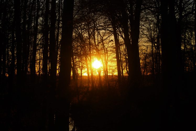 sunset, Nature, Forest, Tree bark, Evening HD Wallpaper Desktop Background