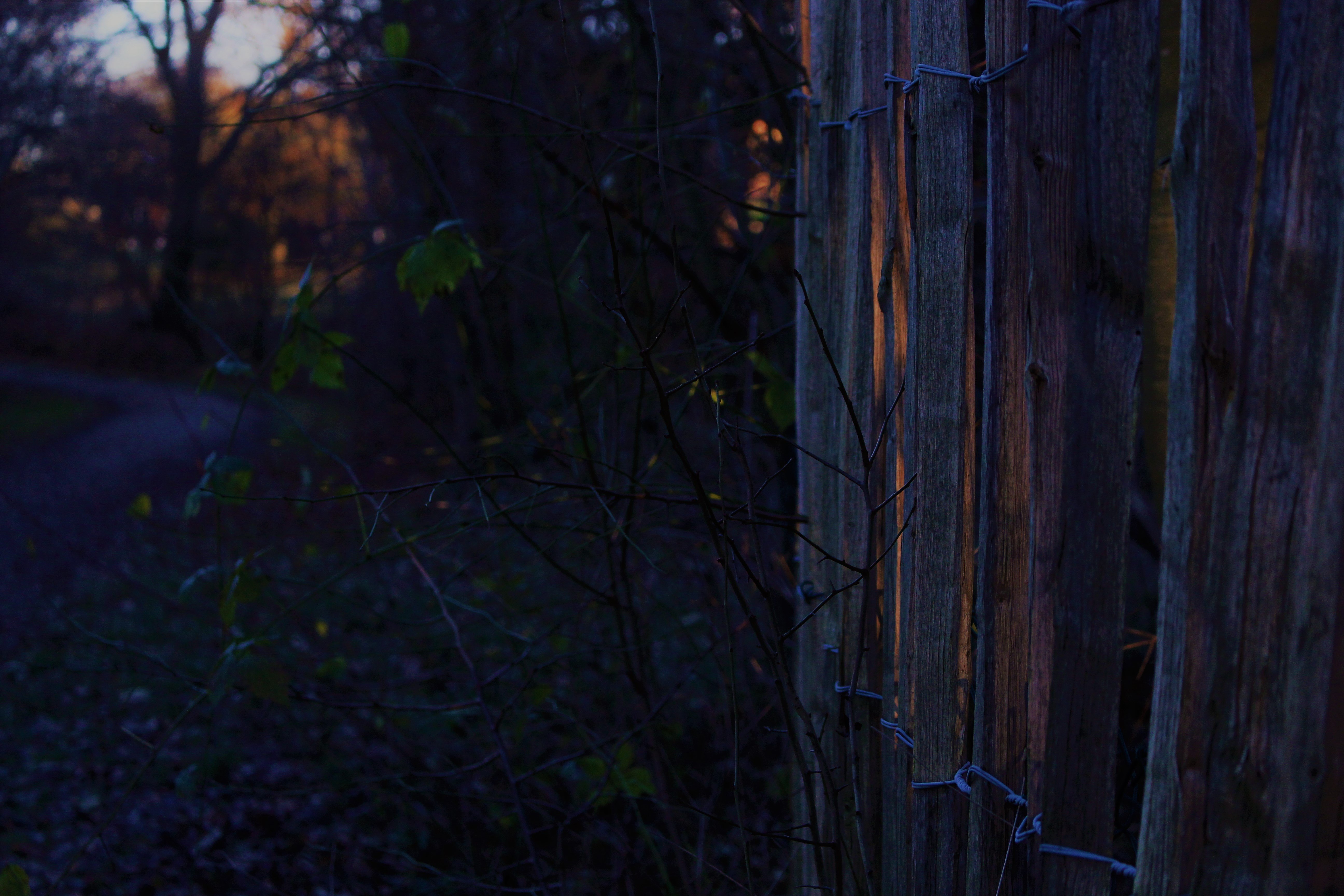fence, Evening, Nature, Leaves Wallpaper