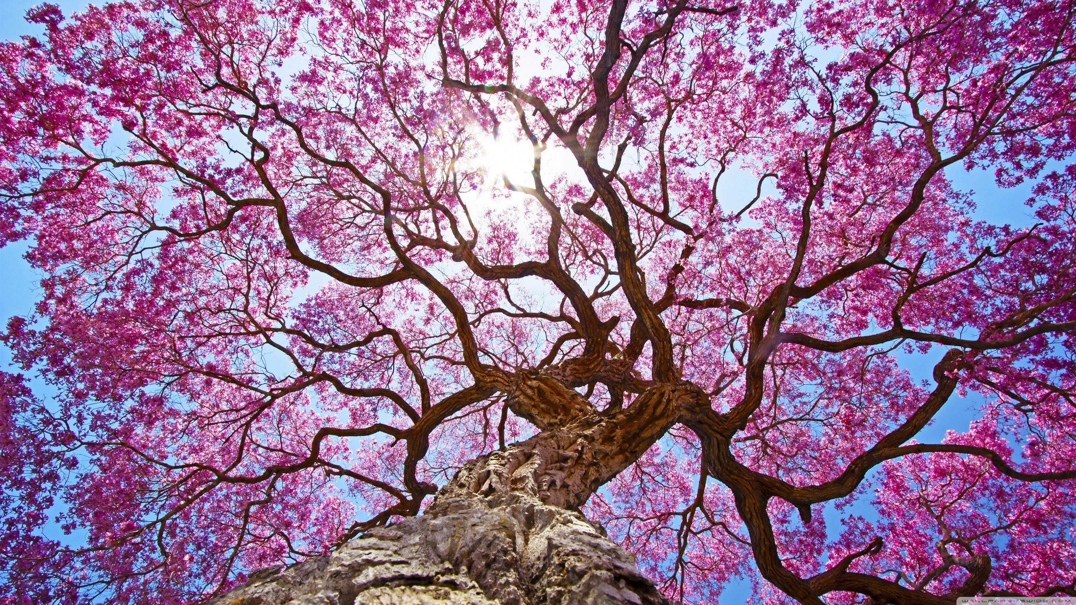 nature, Oak trees, Clear sky Wallpaper