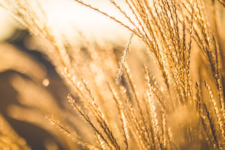 nature, Wheat, Field, Depth of field HD Wallpaper Desktop Background