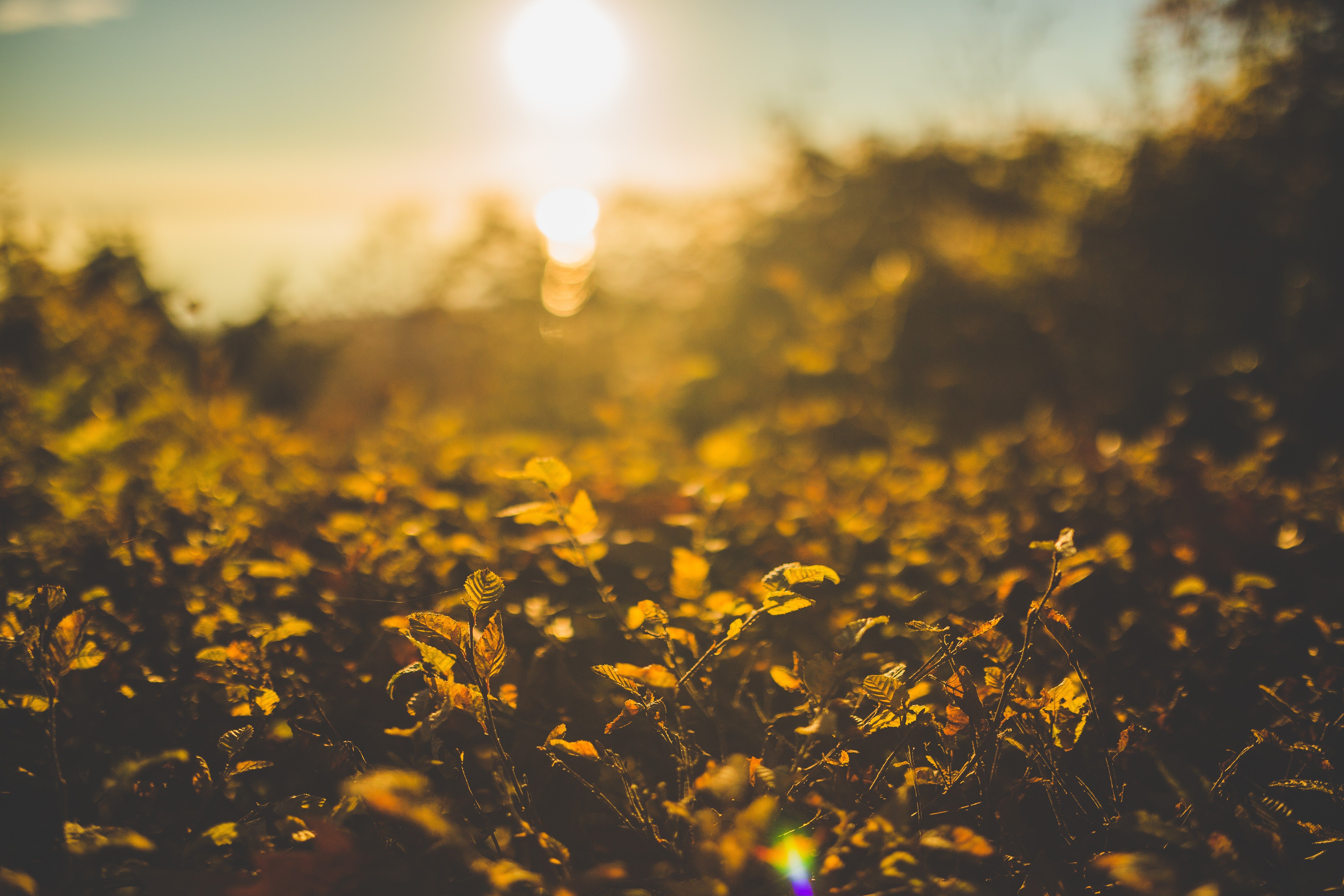 nature, Depth of field, Plants, Sand, Beach Wallpaper