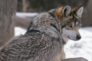 wolf, Fur, Winter
