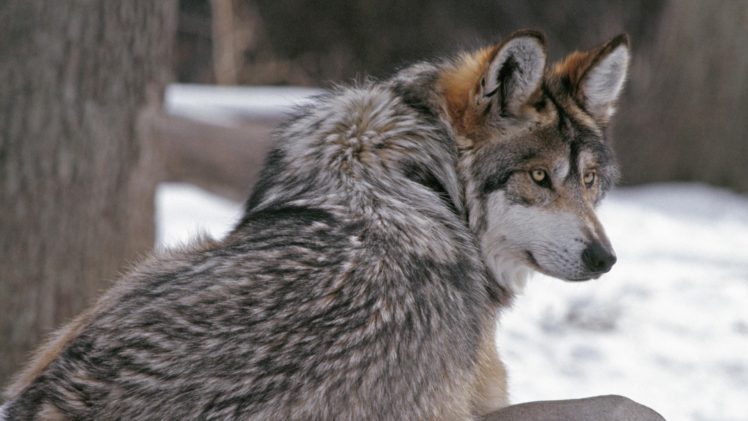 wolf, Fur, Winter HD Wallpaper Desktop Background