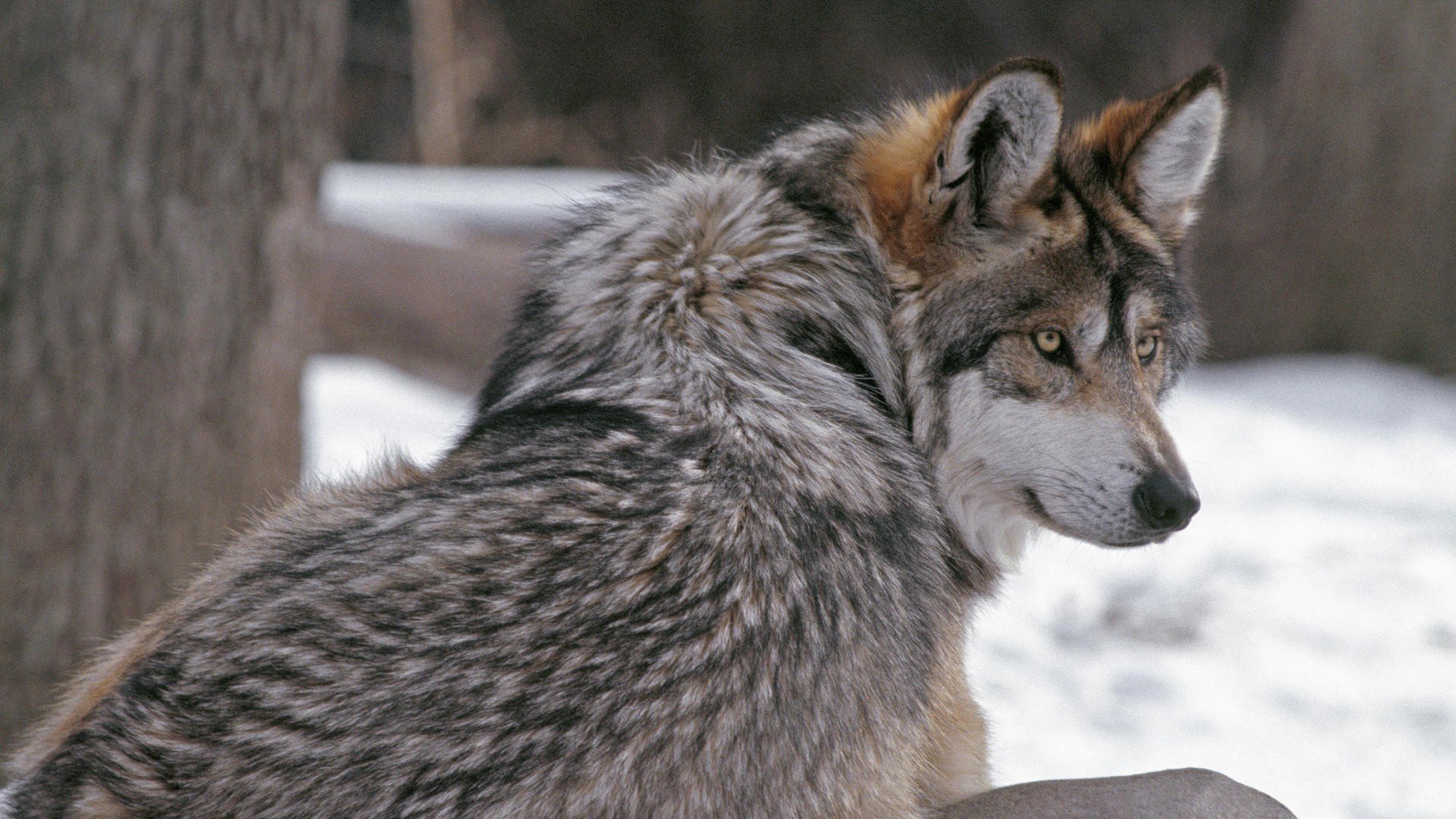 wolf, Fur, Winter Wallpaper