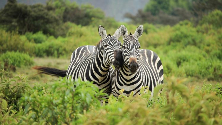 zebras, Landscape HD Wallpaper Desktop Background