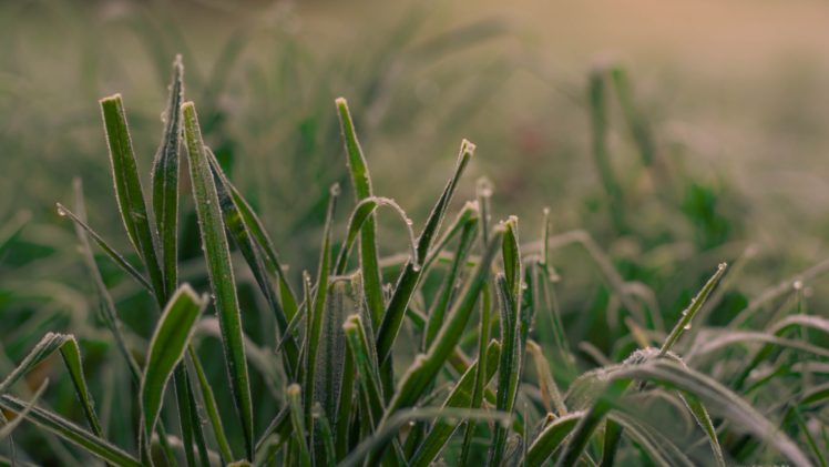 grass, Ice HD Wallpaper Desktop Background
