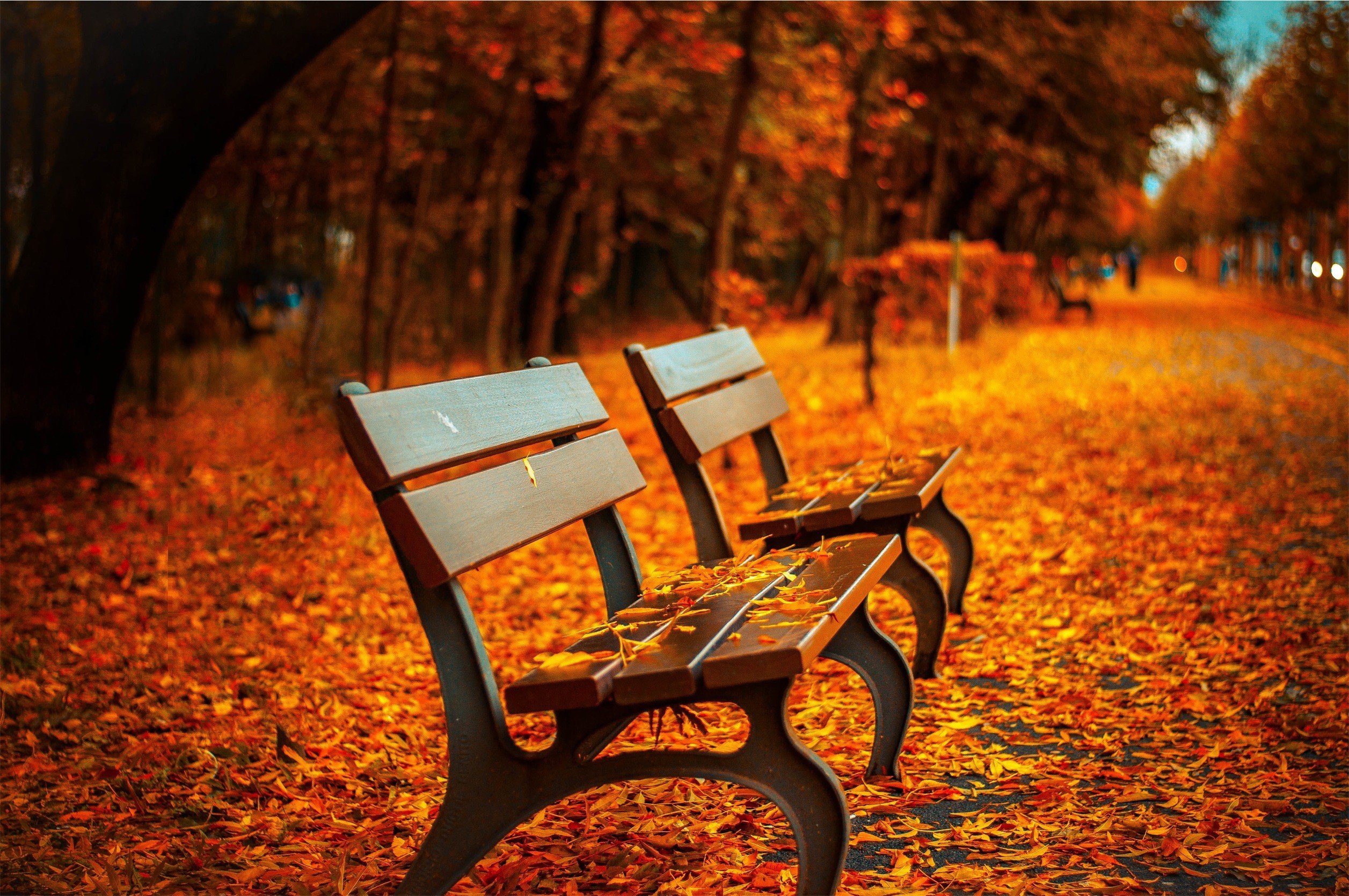 bench, Fall, Leaves Wallpaper
