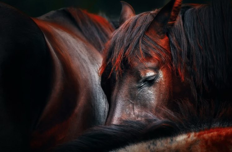 horse, Wildlife, Closeup HD Wallpaper Desktop Background