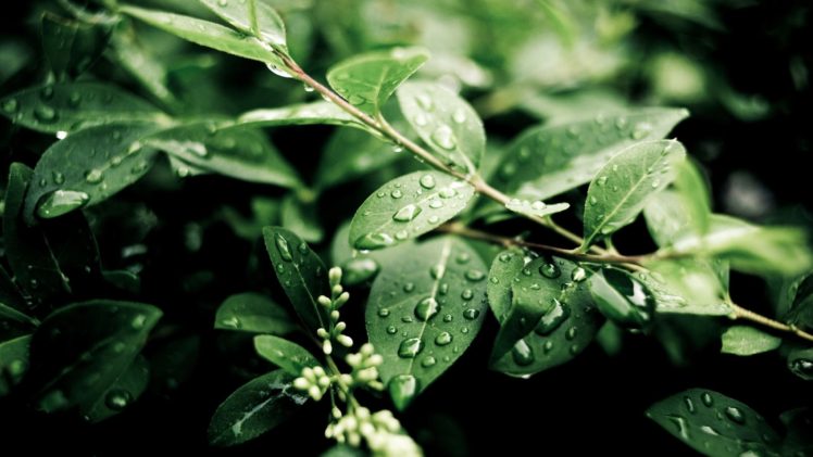 leaves, Plants, Depth of field, Branch, Water drops, Nature HD Wallpaper Desktop Background