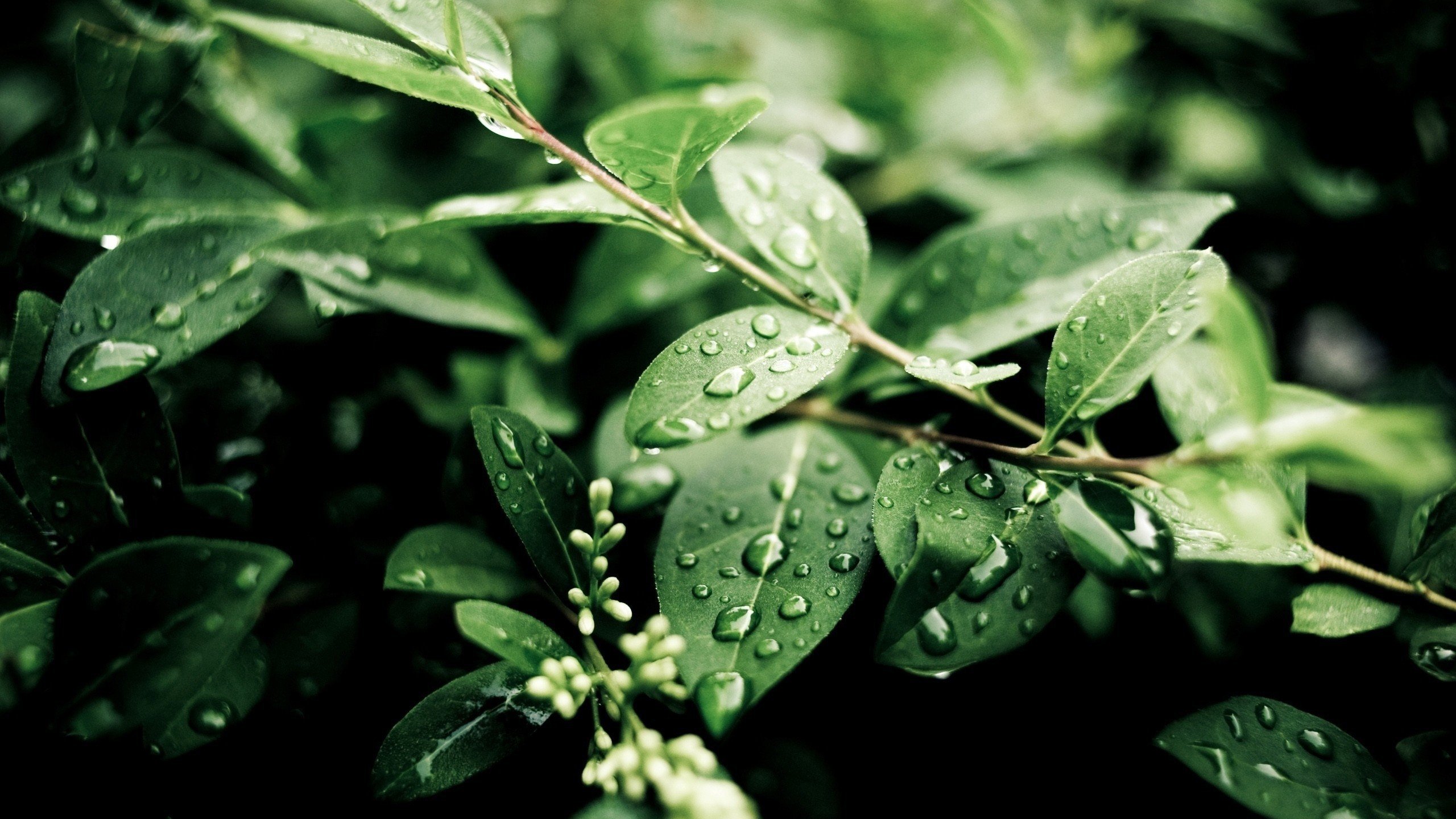 leaves, Plants, Depth of field, Branch, Water drops, Nature Wallpaper