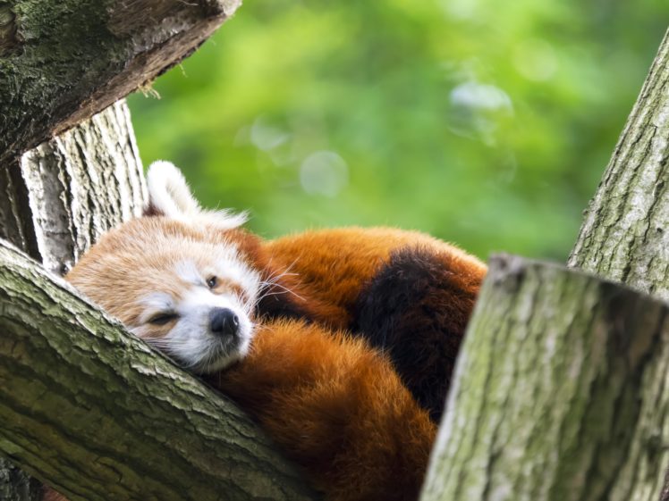 red panda, Wildlife HD Wallpaper Desktop Background