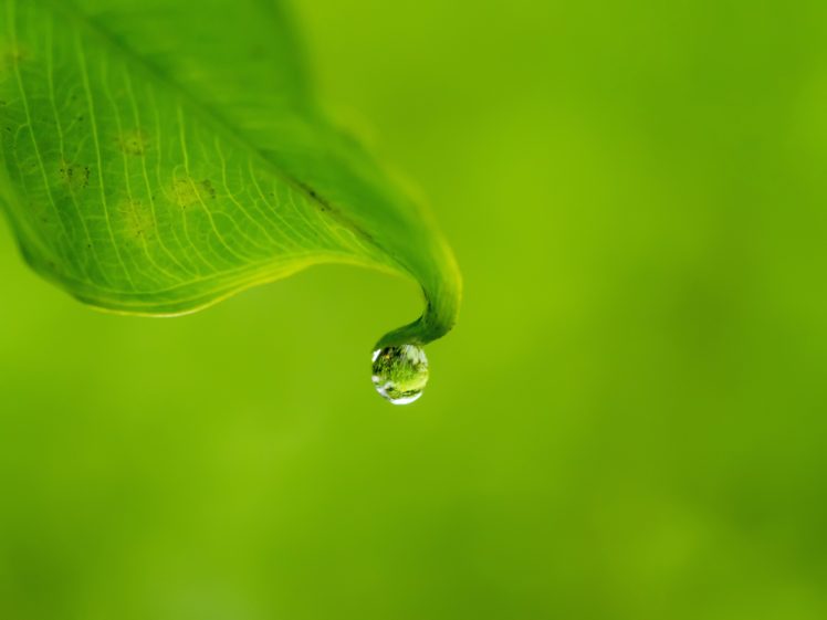 water drops, Leaves HD Wallpaper Desktop Background