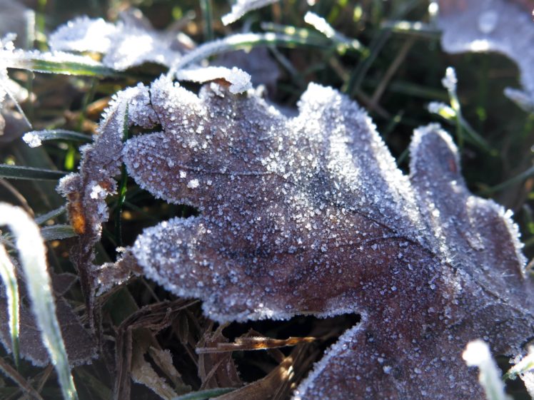 frost, Grass, Winter, Landscape HD Wallpaper Desktop Background