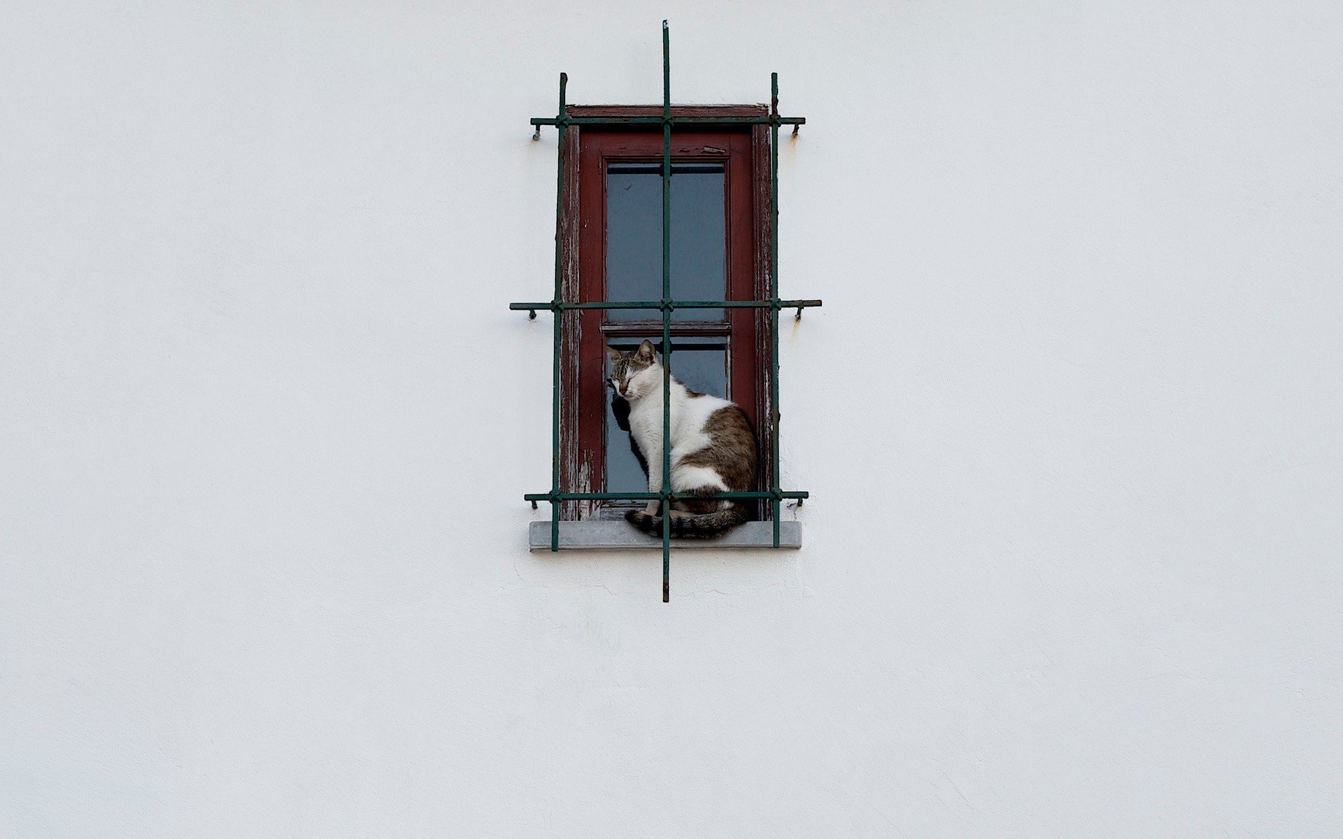 simple background, Wall, Animals, Cat, Pet, Window, Lattice, White  background Wallpaper