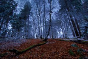 nature, Landscape, Trees, Forest, Branch, Winter, Dead trees, Moss, Frost, Leaves, Pine trees, Long exposure