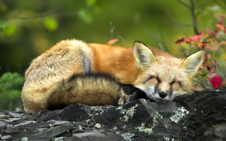 fox, Sleeping HD Wallpaper Desktop Background