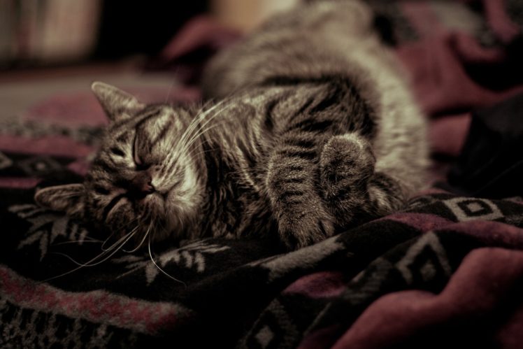 animals, Cat, Sleeping HD Wallpaper Desktop Background