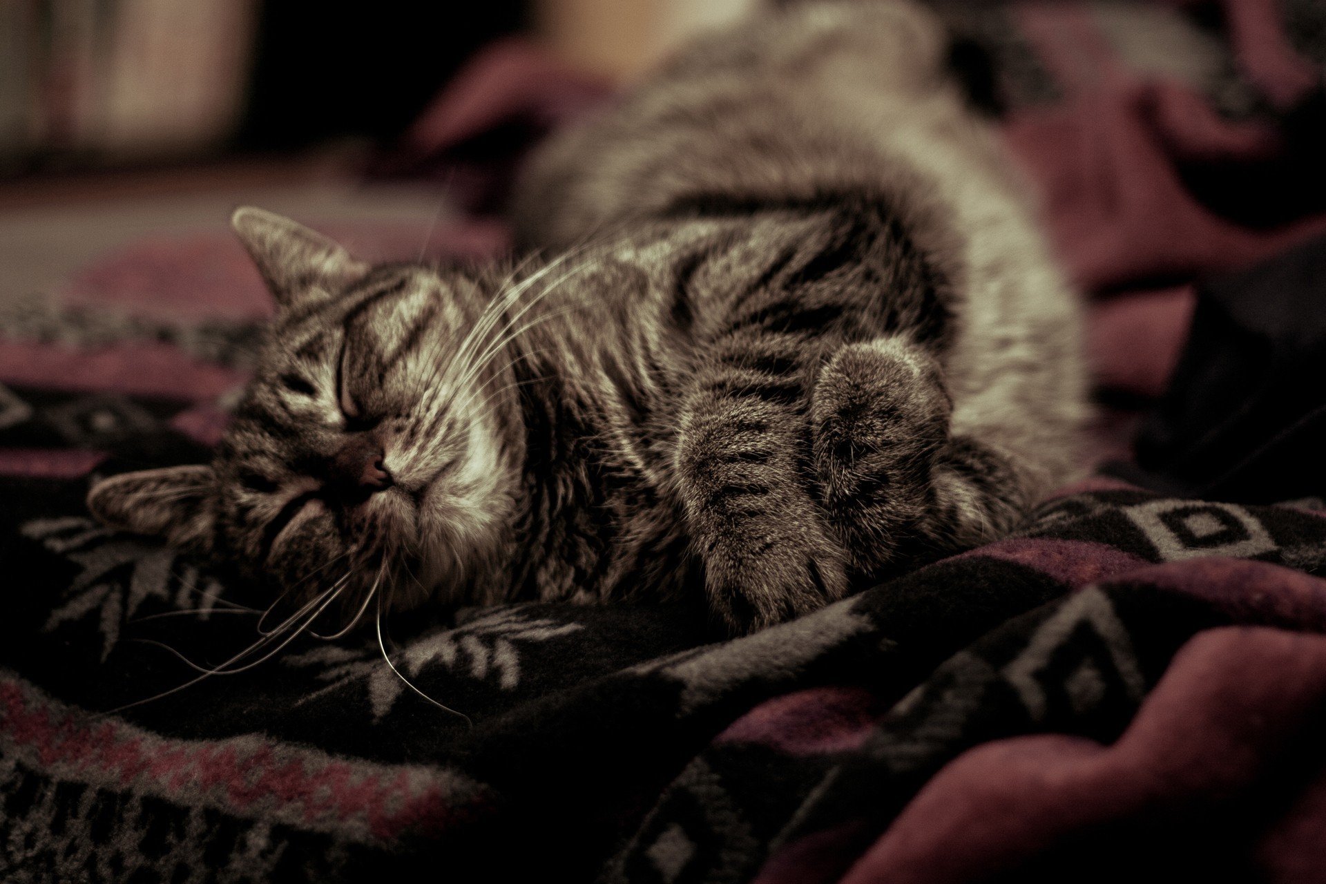 animals, Cat, Sleeping Wallpaper