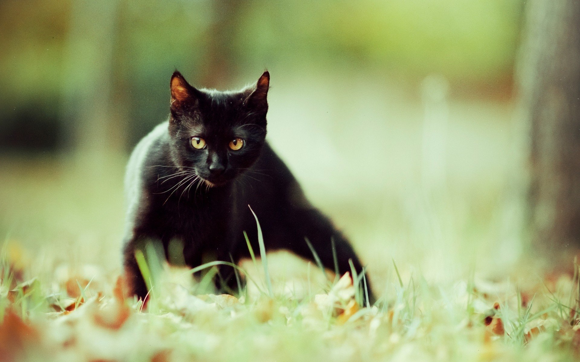 animals, Cat, Black cats Wallpaper