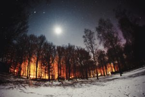 snowdrops, Snow, Forest, Lights, Moon
