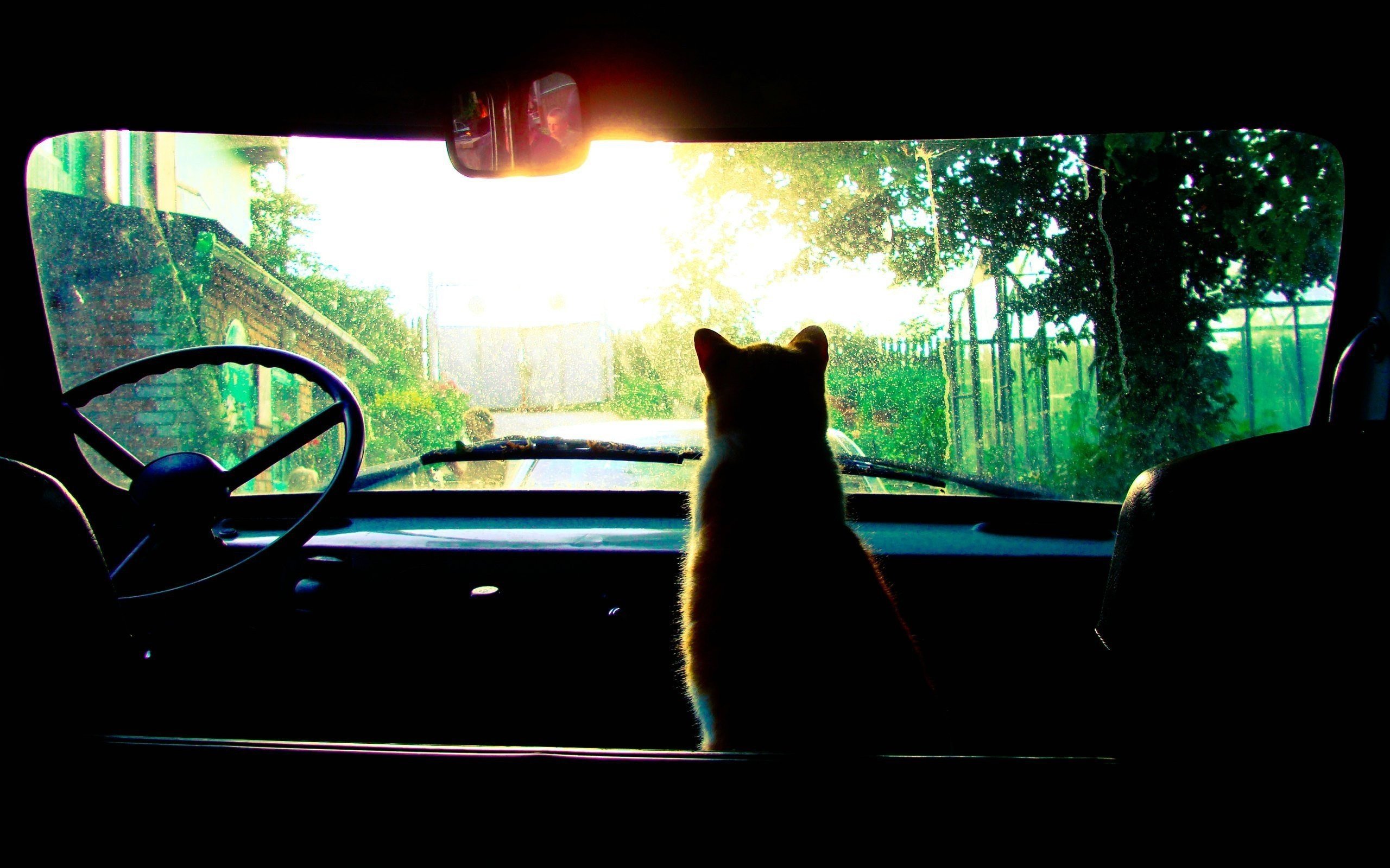 cat, Car, Sunrise Wallpaper