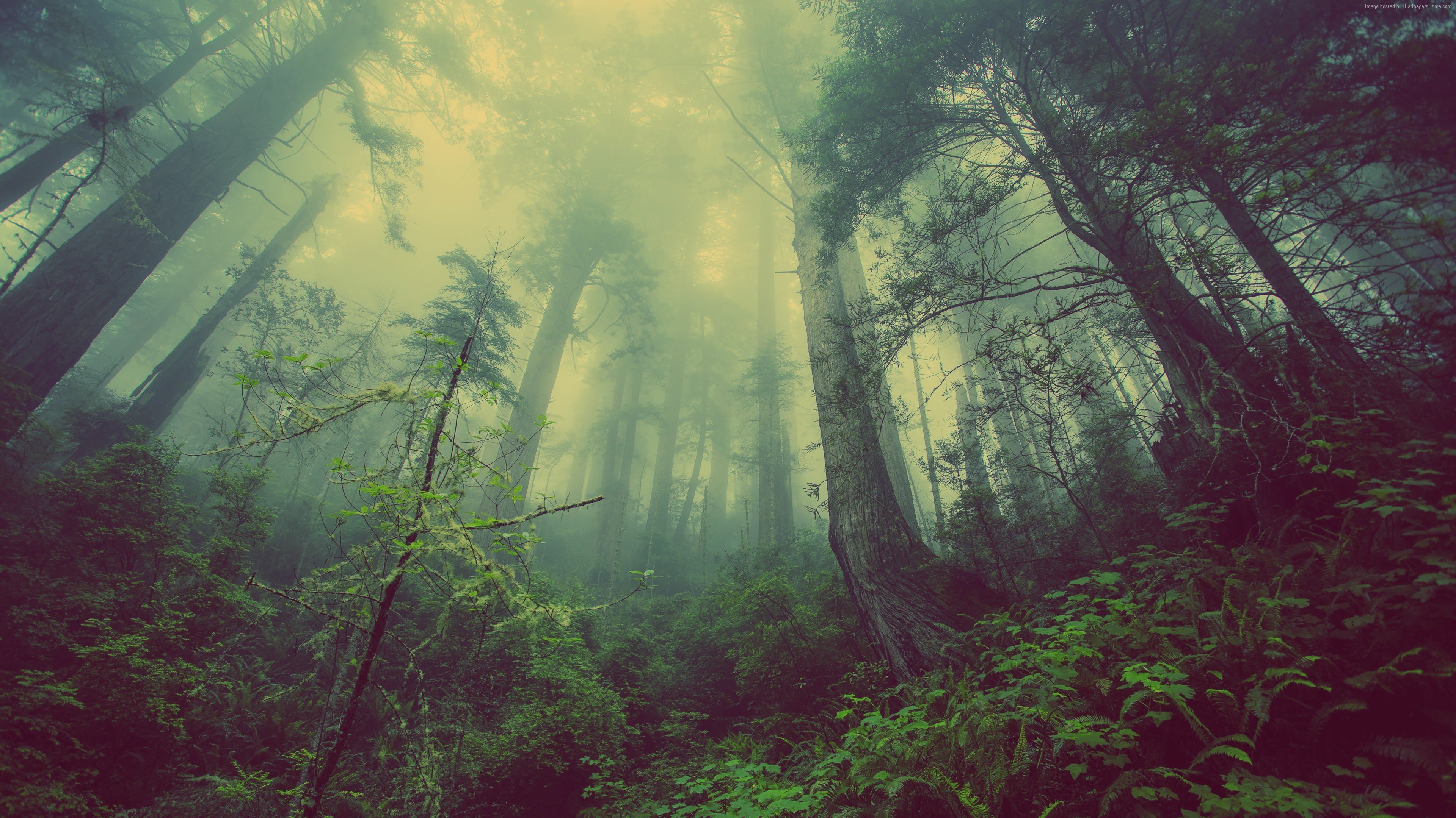 forest, Mist, Landscape Wallpaper