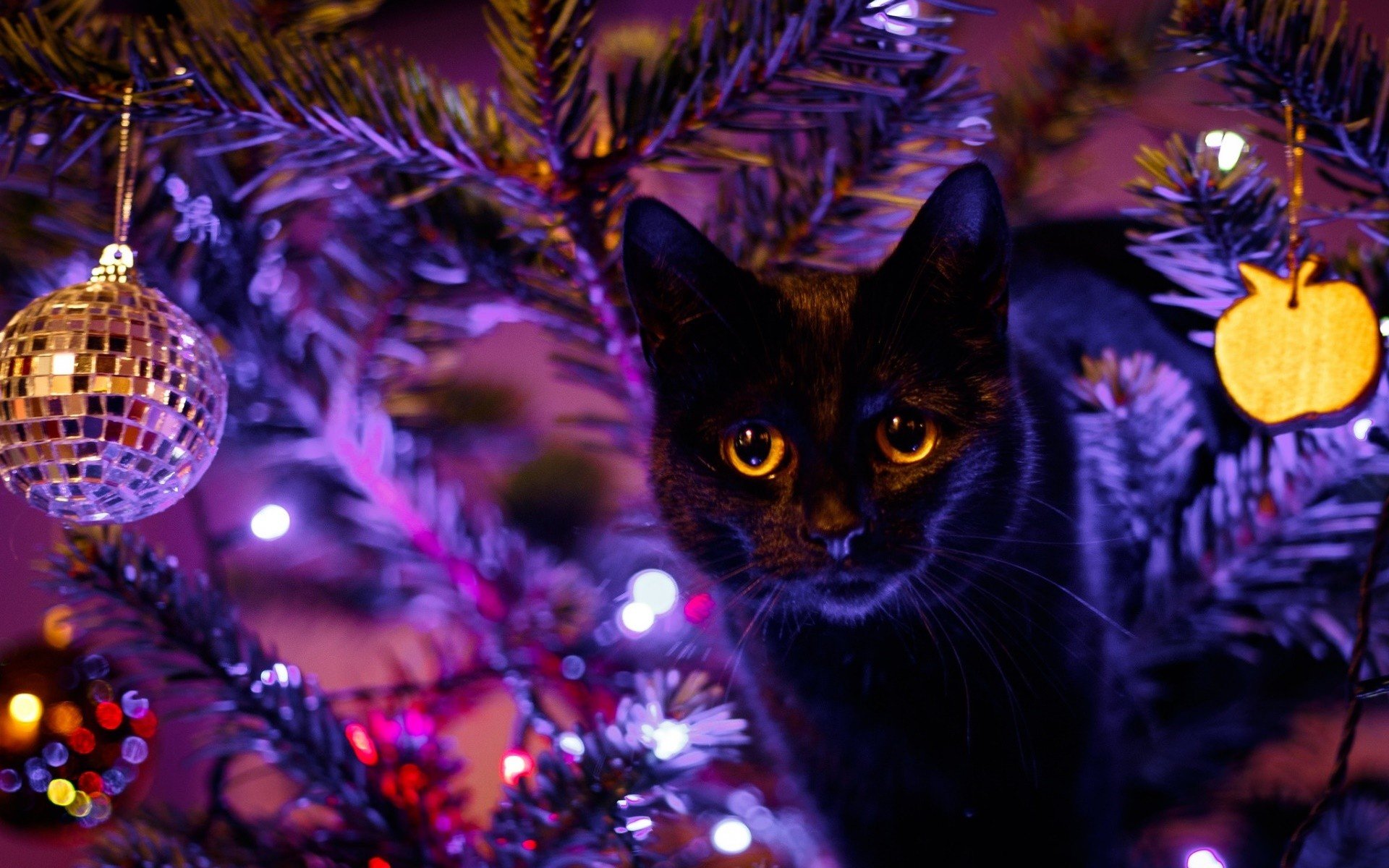 cat, Animals, Christmas, Christmas ornaments HD Wallpapers / Desktop