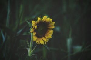 sunflowers, Flowers, Nature