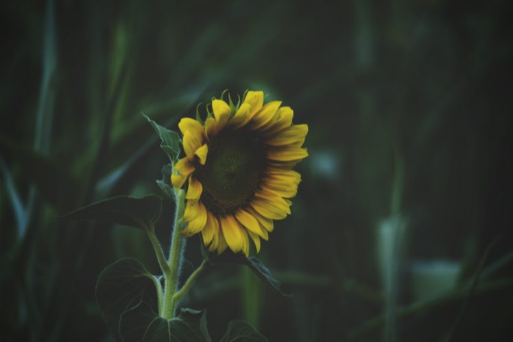 sunflowers, Flowers, Nature HD Wallpaper Desktop Background