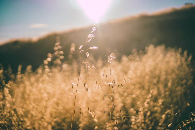 nature, Landscape, Field, Sun rays, Sky HD Wallpaper Desktop Background