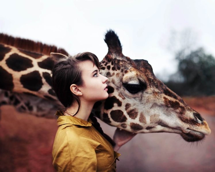 women, Brunette, Animals, Giraffes, Blue eyes, Women outdoors, Shirt HD Wallpaper Desktop Background