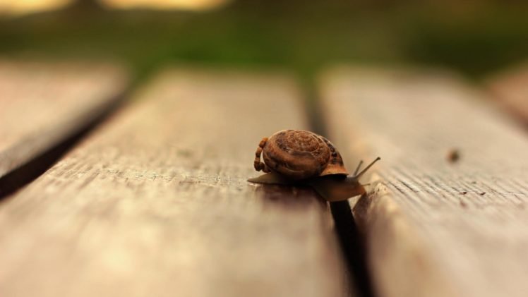 snail, Macro, Wooden surface, Depth of field HD Wallpaper Desktop Background