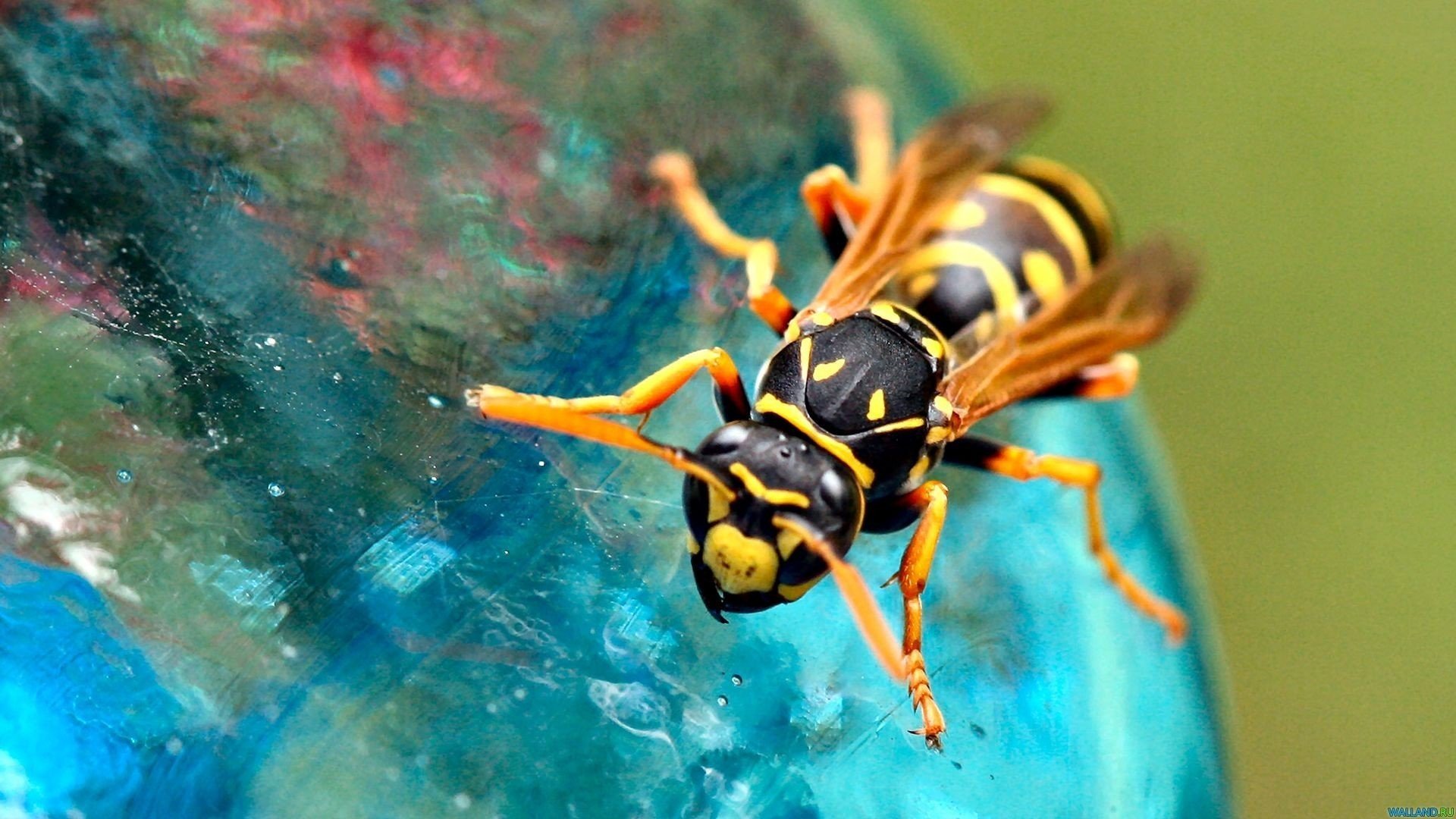 wasps Wallpaper