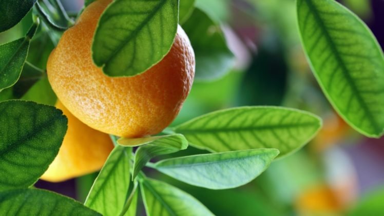 orange (fruit), Leaves HD Wallpaper Desktop Background